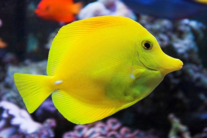 Yellow Tang Fish Tank Maintenance