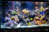 Aquarium Maintenance Services.