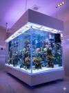 Custom Aquarium Design